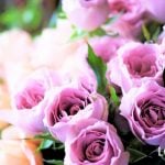 幸福や幸せを呼ぶ花30種。花言葉や神話伝承も紹介