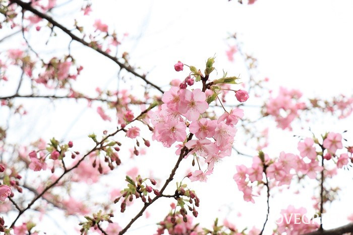 河津桜（コウヅザクラ）　静岡　伊豆　満開　開花　特徴