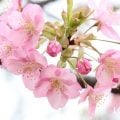 河津桜（コウヅザクラ）　静岡　伊豆　満開　開花　特徴