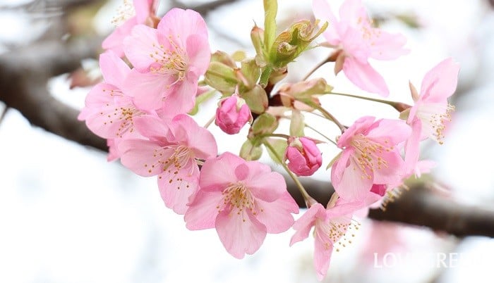 河津桜（コウヅザクラ）　静岡　伊豆　満開　開花　特徴