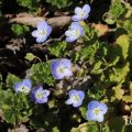 オオイヌノフグリ　雑草　青い花　小さい花
