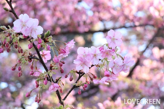 河津桜（コウヅザクラ）　静岡　伊豆　満開　開花　特徴