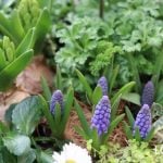 アネモネ　芽出し球根　寄せ植え　作り方　ポイント　センスのいい寄せ植え