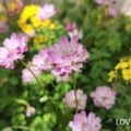 れんげ（蓮華草）