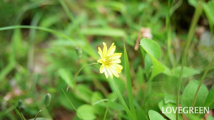 春の七草のホトケノザ、コオニタビラコとは？花言葉、花や葉の特徴、見分け方