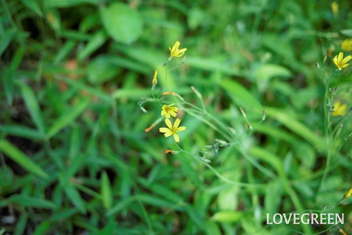 コオニタビラコの花と葉の特徴