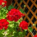 ゼラニウム鉢植え canva