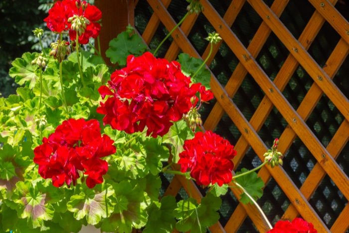 ゼラニウム鉢植え canva