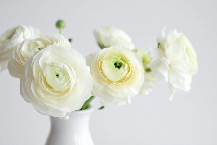 Canva画像　ラナンキュラス