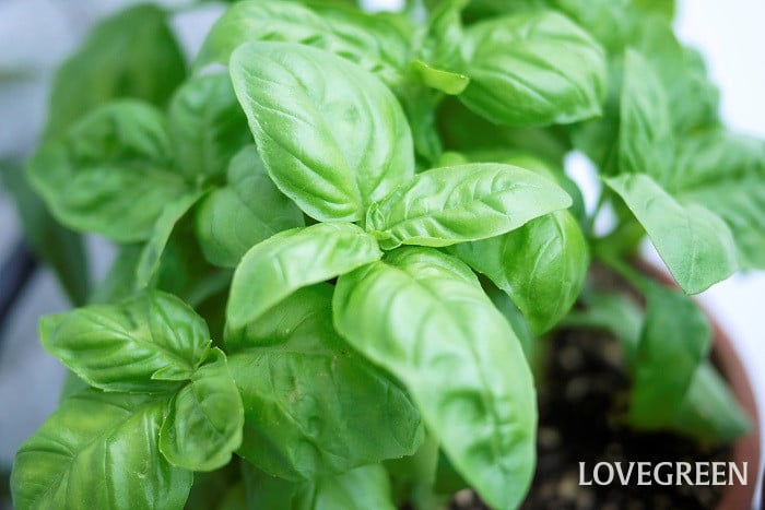 バジルとは小 ハーブの活用法|バジル