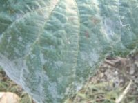 うどんこ病　植物の虫や病気のおすすめ対策　天然のチカラでしっかり予防・退治　ベニカナチュラルスプレー