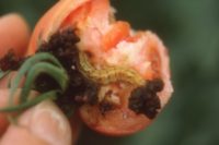 オオタバコガ　植物の虫や病気のおすすめ対策　天然のチカラでしっかり予防・退治　ベニカナチュラルスプレー