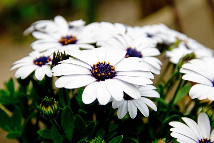 Canva画像　オステオスペルマム