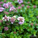 ハーブの活用法｜タイム