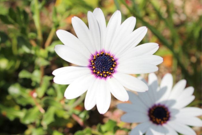 Canva画像　オステオスペルマム