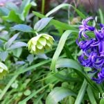 ヒヤシンス 植えっぱなし