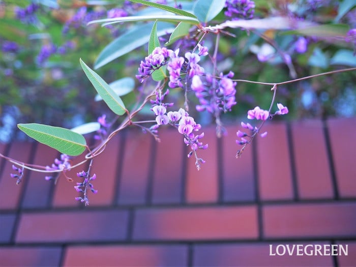 ハーデンベルギア小 ハーデンベルギア