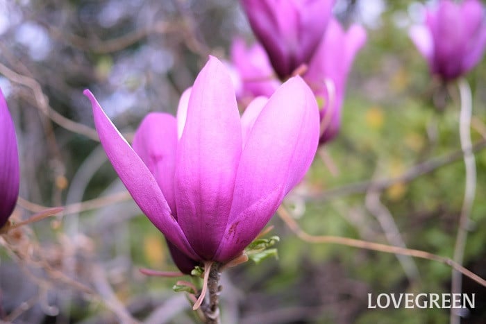 モクレン小 春に咲く花|モクレン