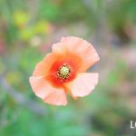 ナガミヒナゲシとは？花言葉、特徴や魅力、環境への影響と駆除方法まで