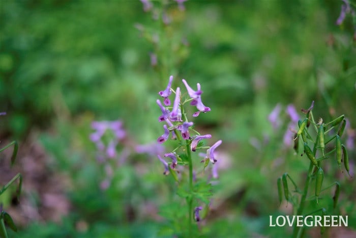 春に咲く花一覧。日本の春を彩る花たちを66種紹介。名前がわかります | LOVEGREEN(ラブグリーン)