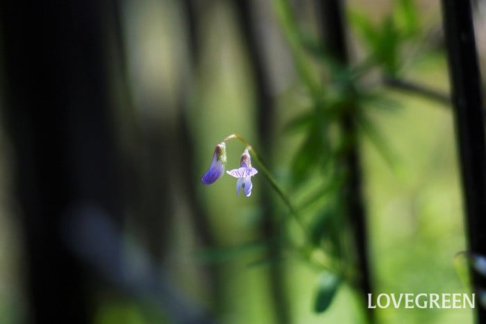 カスマグサ小 カスマグサ