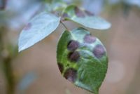 黒星病　植物の虫や病気のおすすめ対策　天然のチカラでしっかり予防・退治　ベニカナチュラルスプレー