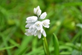春の球根花の種類と飾り方｜お部屋に春を呼び込む花のインテリア | LOVEGREEN(ラブグリーン)