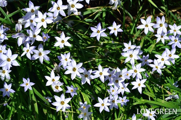 ハナニラ2 ハナニラ