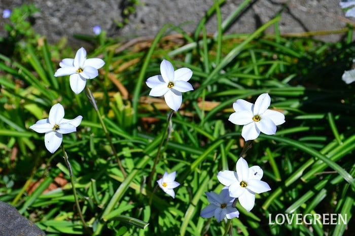 ハナニラ1 ハナニラ