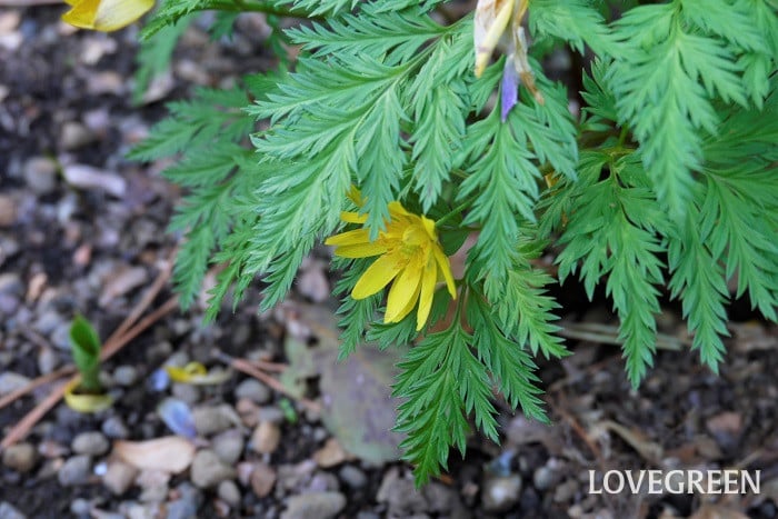 フクジュソウ小 春に咲く花|福寿草