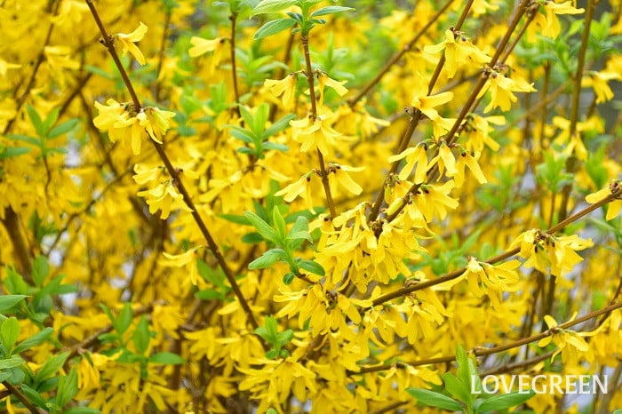 レンギョウ3 レンギョウ