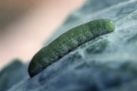 アオムシ　植物の虫や病気のおすすめ対策　天然のチカラでしっかり予防・退治　ベニカナチュラルスプレー