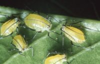 アブラムシ　植物の虫や病気のおすすめ対策　天然のチカラでしっかり予防・退治　ベニカナチュラルスプレー