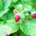 ハーブの使い方一覧|香りと彩りを取り入れてハーブのある暮らしを楽しむ