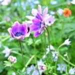 アネモネフルゲンス