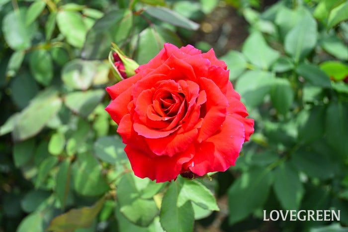 バラ(薔薇)・赤