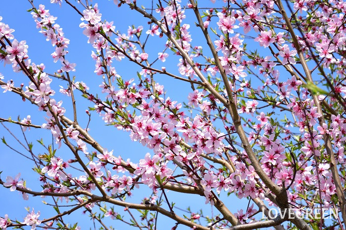 アーモンド アーモンド