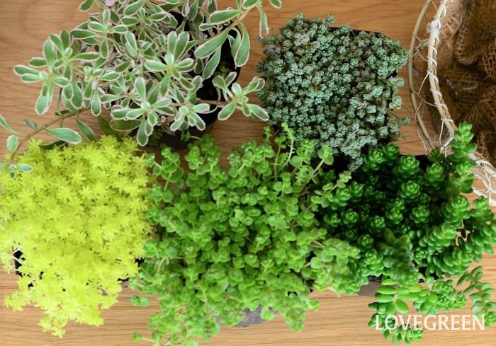 セダム 多肉植物 寄せ植え センスのいい セダム 作り方 ポイント コツ