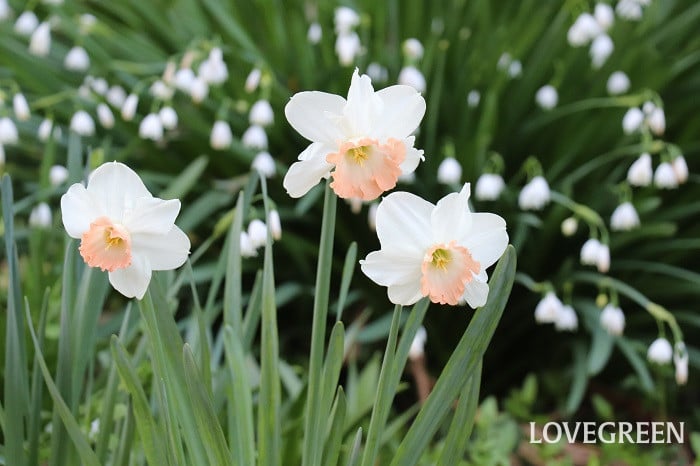 スイセン スイセン