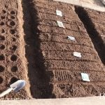 家庭菜園 種まき 春 葉物野菜 カブ ダイコン コマツナ ホウレンソウ ビーツ ハツカダイコンシュンギク チンゲンサイ スイスチャード さんとうさい