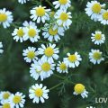 ジャーマンカモミール　白い花　花言葉