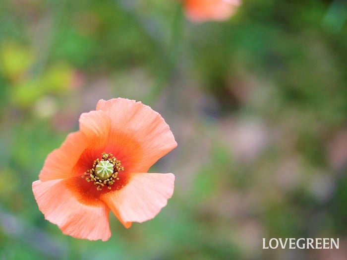 ナガミヒナゲシ2小 ナガミヒナゲシ