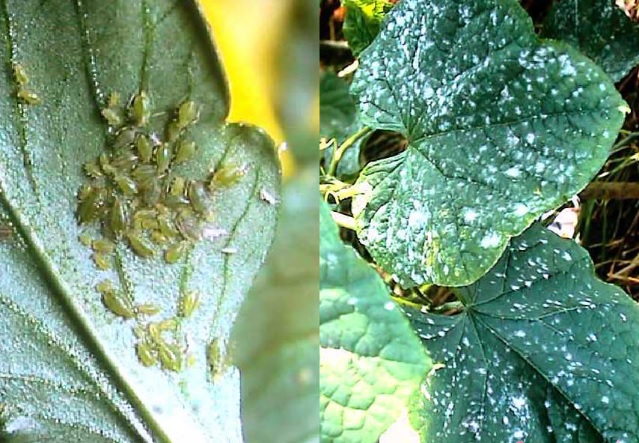 植物の虫や病気のおすすめ対策！天然のチカラでしっかり予防・退治　ベニカナチュラルスプレー