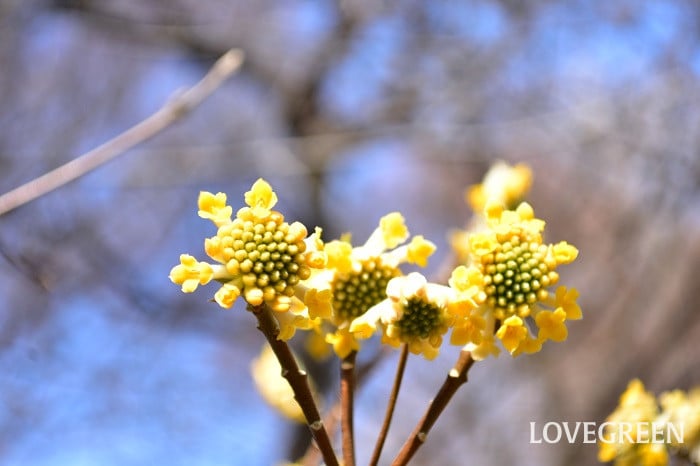 黄色い花が咲く木15選【春の花木】 | LOVEGREEN(ラブグリーン)