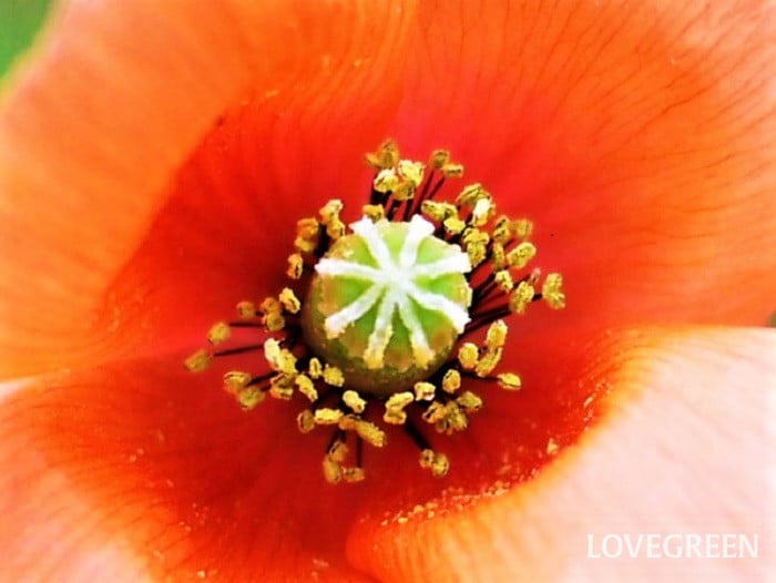 ナガミヒナゲシの花咲く季節や特徴、毒性|特定外来生物?駆除方法は? | LOVEGREEN(ラブグリーン)