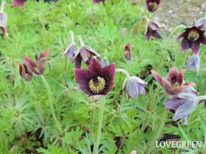オキナグサ小 春に咲く花|オキナグサ