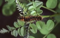 ケムシ　植物の虫や病気のおすすめ対策　天然のチカラでしっかり予防・退治　ベニカナチュラルスプレー