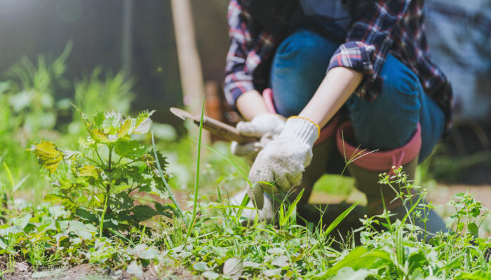 【庭の雑草対策】グランドカバー防草＆ナチュラル系除草剤の使い分け実証レポート