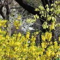 黄色い花が咲く木　春