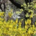 黄色い花が咲く木 春